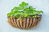 BATTS COTTAGE, OXFORDSHIRE: STRAWBERRIES GROWING IN BASKET CONTAINER ON WALL OF COTTAGE