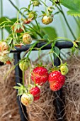 BATTS COTTAGE, OXFORDSHIRE: CLOSE UP OF STRAWBERRIES GROWING IN BASKET CONTAINER ON WALL OF COTTAGE. EDIBLES
