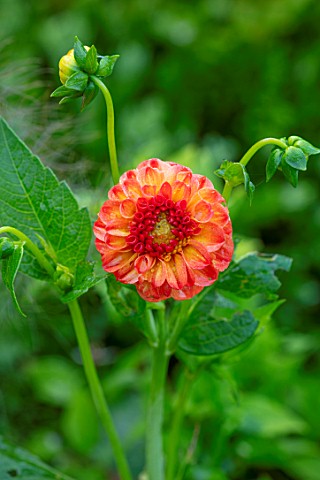 BATTS_COTTAGE_OXFORDSHIRE_PLANT_PORTRAIT_CLOSE_UP_OF_ORNAGE_FLOWERS_OF_DAHLIA_NEW_BABY_BLOOMS_PERENN