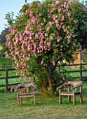 PETTIFERS, OXFORDSHIRE: DESIGNER GINA PRICE - WOODEN SEATS BESIDE CLIMBING ROSE - ROSA BLUSHING LUCY, DECIDUOUS, SHRUBS, CLIMBERS