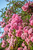 PETTIFERS, OXFORDSHIRE: DESIGNER GINA PRICE - PINK FLOWERS OF CLIMBING ROSE - ROSA BLUSHING LUCY, DECIDUOUS, SHRUBS, CLIMBERS, PETALS