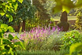 CANONS ASHBY, NORTHAMPTONSHIRE, THE NATIONAL TRUST - THE KITCHEN GARDEN, POTAGER, LARKSPUR, PICKING, CUTTING, GARDENS, JULY, SUNSET, EVENING
