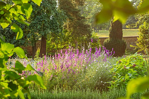 CANONS_ASHBY_NORTHAMPTONSHIRE_THE_NATIONAL_TRUST__THE_KITCHEN_GARDEN_POTAGER_LARKSPUR_PICKING_CUTTIN