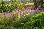 CANONS ASHBY, NORTHAMPTONSHIRE, THE NATIONAL TRUST - THE KITCHEN GARDEN, POTAGER, LARKSPUR, PICKING, CUTTING, GARDENS, JULY, SUNSET, EVENING
