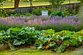 CANONS ASHBY, NORTHAMPTONSHIRE, THE NATIONAL TRUST - THE KITCHEN GARDEN, POTAGER, LAVENDER, RHUBARB, PICKING, CUTTING, GARDENS, JULY, SUNSET, EVENING, BEEHIVE