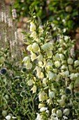 CANONS ASHBY, NORTHAMPTONSHIRE, THE NATIONAL TRUST - WALL, WHITE BORDER, WHITE, CREAM, FLOWERS OF YUCCA FILAMENTOSA, YUCCAS, EVERGREENS, SHRUBS