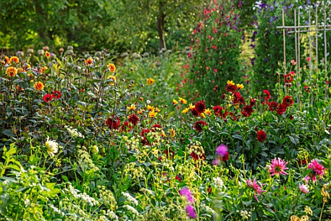 CANONS_ASHBY_NORTHAMPTONSHIRE_THE_NATIONAL_TRUST__THE_KITCHEN_GARDEN_POTAGER_WITH_DAHLIA_DAVID_HOWAR