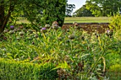 CANONS ASHBY, NORTHAMPTONSHIRE, THE NATIONAL TRUST - THE KITCHEN GARDEN, POTAGER WITH GLOBE ARTICHOKES, CYNARA CARDUNCULUS, CUTTING, GARDENS, EDIBLE