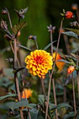 CANONS ASHBY, NORTHAMPTONSHIRE, THE NATIONAL TRUST - THE KITCHEN GARDEN, POTAGER - PORTRAIT OF ORANGE FLOWERS OF DAHLIA DAVID HOWARD