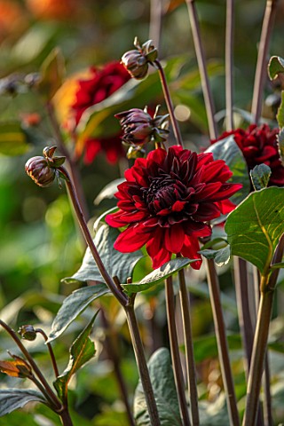 CANONS_ASHBY_NORTHAMPTONSHIRE_THE_NATIONAL_TRUST__THE_KITCHEN_GARDEN_POTAGER__PORTRAIT_OF_DARK_RED_F
