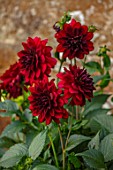 CANONS ASHBY, NORTHAMPTONSHIRE, THE NATIONAL TRUST - PORTRAIT OF DARK RED FLOWERS OF DAHLIA ARABIAN NIGHT