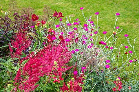 WATERDALE_WEST_MIDLANDS_RED_BORDER_BY_LAWN_WITH_LYCHNIS_CORONARIA_ALSTROEMERIA_RED_ASTILBE_BORDERS