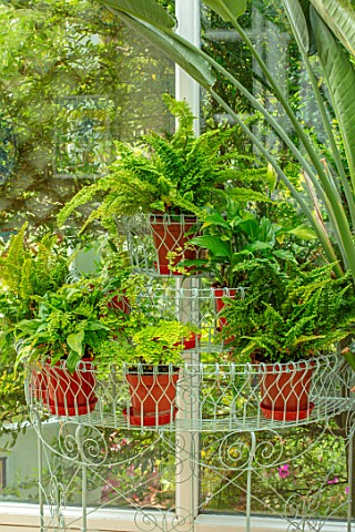 WATERDALE_WEST_MIDLANDS_CONSERVATORY___WHITE_JARDINIERE_WITH_TERRACOTTA_CONTAINER_WITH_GREEN_FERNS
