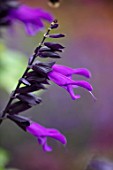 WATERDALE, WEST MIDLANDS: PLANT PORTRAIT OF THE PURPLE FLOWERS OF SAGE - SALVIA AMISTAD, PERENNIALS, JULY