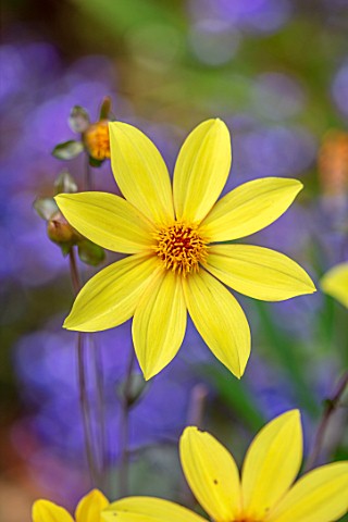 WATERDALE_WEST_MIDLANDS_CLOSE_UP_OF_YELLOW_FLOWERS_OF_YELLOW_DAHLIA_SUMMER