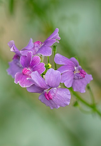 WATERDALE_WEST_MIDLANDS_CLOSE_UP_OF_PINK_PURPLE_VIOLET_FLOWERS_OF_NEMESIA_MYRTILLE_ALOHA_BLOOMS_BLOO