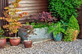 TYGER BARN, NORFOLK: DESIGNER JULIANNE FERNANDEZ BLUE CONTAINER IN GRAVEL WITH DICKSONIA ANTARCTICA, FERNS, ACERS IN CONTAINERS, METAL WATER TROUGH