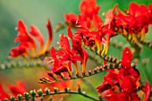 ADAMS POOL, GLOUCESTERSHIRE: RED FLOWERS OF CROCOSMIA LUCIFER