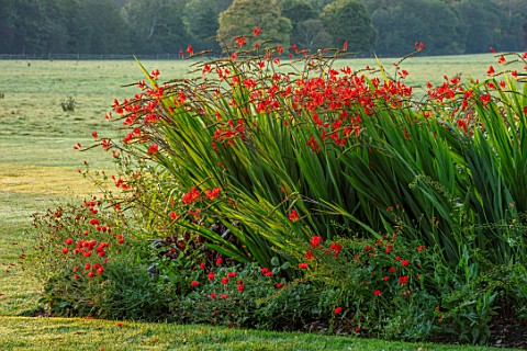 GLYNDEBOURNE_EAST_SUSSEX_LAWN_BORDER_CROCOSMIA_LUCIFER_RED_BORDERS_ENGLISH_COUNTRY_GARDEN