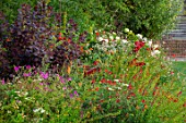 GLYNDEBOURNE, EAST SUSSEX: LAWN, BORDER, HYDRANGEA PANICULATA, COTINUS GRACE, POPPIES, RED BORDERS, ENGLISH, COUNTRY, GARDEN