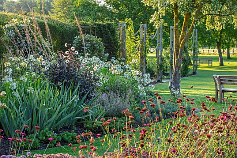 GLYNDEBOURNE_EAST_SUSSEX_AGAPANTHUS_WHITE_HEAVEN_DIANTHUS_CARTHUSIANORUM_BORDERS_LAWN