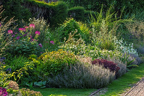 GLYNDEBOURNE_EAST_SUSSEX_BORDER_WITH_CLEOME_VIOLET_QUEEN_MOLINIA_CAERULEA_TRANSPARENT_CALAMENTHA_NEP