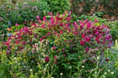 MORTON HALL, WORCESTERSHIRE: SOUTH GARDEN, JULY, CLEMATIS VITICELLA KERMESINA, PURPLE, RED, PINK, FLOWERS, BLOOMS, CLIMBERS, CLIMBING, SCRAMBLING