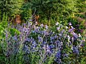 MORTON HALL, WORCESTERSHIRE: SOUTH GARDEN, JULY, CLEMATIS VITICELLA EMILIA PLATER, PEROVSKIA BLUE SPIRE, LAWN, EVENING LIGHT, SUNSET