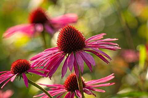 MORTON_HALL_WORCESTERSHIRE_PORTRAIT_OF_PINK_FLOWERS_OF_ECHINACEA_MORTON_HALL_PERENNIALS_FLOWERS_CONE