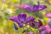MORTON HALL, WORCESTERSHIRE: PLANT PORTRAIT OF BLUE, PURPLE, FLOWERS OF CLEMATIS VITICELLA VENOSA VIOLACEA. CLIMBING, CLIMBERS, FLOWERING, BLOOMS, SUMMER, JULY