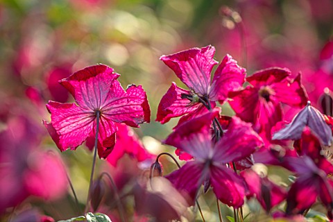 MORTON_HALL_WORCESTERSHIRE_SOUTH_GARDEN_JULY_CLEMATIS_VITICELLA_KERMESINA_PURPLE_RED_PINK_FLOWERS_BL