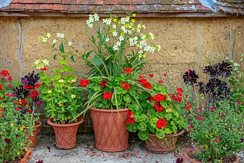 WHICHFORD_POTTERY_OXFORDSHIRE_WALL_CONTAINERS_NOCOTIANA_AEONIUMS_RED_GERANIUMS