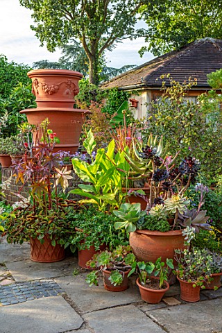 WHICHFORD_POTTERY_OXFORDSHIRE_CONTAINERS_ON_PATIO_TERRACE_COURTYARD_PLANTED_WITH_SUCCULENTS