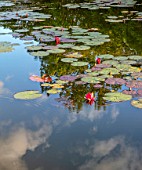 PRIVATE GARDEN, GLOUCESTERSHIRE - DESIGNER ANGEL COLLINS: WATERLILIES AND REFLECTIONS IN LAKE, AUGUST, EVENING