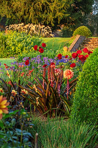 PETTIFERS_OXFORDSHIRE_DESIGNER_GINA_PRICE_THE_PARTERRE_IN_AUGUST__EUCOMIS_SPARKLING_BURGUNDY_MORNING