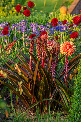 PETTIFERS_OXFORDSHIRE_DESIGNER_GINA_PRICE_THE_PARTERRE_IN_AUGUST__EUCOMIS_SPARKLING_BURGUNDY_MORNING
