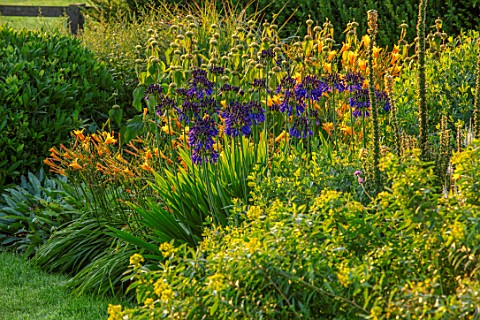 PETTIFERS_OXFORDSHIRE_DESIGNER_GINA_PRICE_BLUE_YELLOW_COMBINATION_IN_BORDER__AGAPANTHUS_QUINK_DROPS_