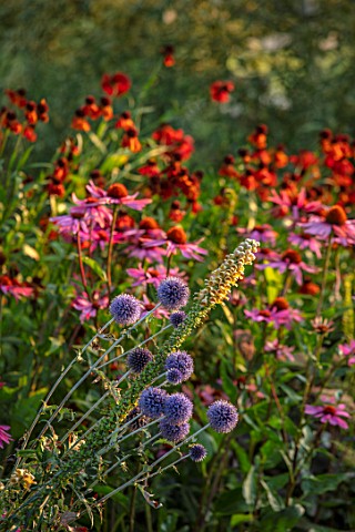 PETTIFERS_GARDEN_OXFORDSHIRE_PLANT_COMBINATION_OF_HELENIUMS_ECHINACEA_AND_ECHINOPS_VEITCHS_BLUE