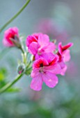 WHICHFORD POTTERY, WARWICKSHIRE: PLANT PORTRAIT OF PINK FLOWERS OF PELARGONIUM HULA. GERANIUMS, ANNUALS