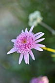 WHICHFORD POTTERY, WARWICKSHIRE: PLANT PORTRAIT OF PINK FLOWERS OF ARGYRANTHEMUM VANCOUVER