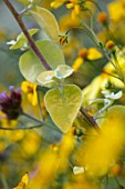 WHICHFORD POTTERY, WARWICKSHIRE: PLANT PORTRAIT OF YELLOW LEAVES OF HELICHRYSUM PETIOLARE LIMELIGHT, ANNUALS, FOLIAGE