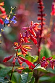 WHICHFORD POTTERY, WARWICKSHIRE: PLANT PORTRAIT OF RED FLOWERS OF SAGE, SALVIA EMBERS WISH
