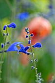 WHICHFORD POTTERY, WARWICKSHIRE: PLANT PORTRAIT OF BLUE, FLOWERS OF SAGE, SALVIA AMENA, PERENNIALS