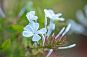 WHICHFORD POTTERY, WARWICKSHIRE: PLANT PORTRAIT OF WHITE, FLOWERS OF PLUMBAGO AURICULATA ALBUM, SHRUBS, CLIMBERS
