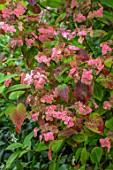 MORTON HALL GARDENS, WORCESTERSHIRE: CLOSE UP PLANT PORTRAIT OF RED FLOWES OF HYDRANGEA SERRATA SHOJO. SHADE, WOODLAND, SHRUBS