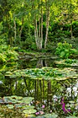 MORTON HALL, WORCESTERSHIRE: THE STROLL GARDEN IN AUGUST, WATER, POOL, POND, WATER LILIES, BIRCHES, REFLECTED, REFLECTIONS