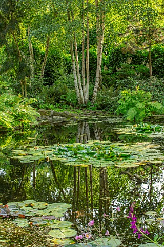 MORTON_HALL_WORCESTERSHIRE_THE_STROLL_GARDEN_IN_AUGUST_WATER_POOL_POND_WATER_LILIES_BIRCHES_REFLECTE