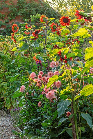 ULTING_WICK_ESSEX_BORDER_BESIDE_WALL__DAHLIA_PREFERENCE_AND_SUNFLOWER__HELIANTHUS_VELVET_QUEEN_ANNUA
