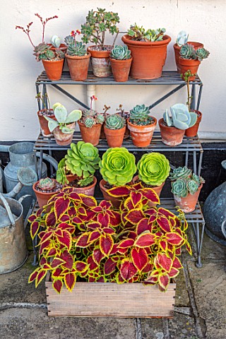 ULTING_WICK_ESSEX_SUCCULENTS_ON_JARDINIERE_BY_WALL_IN_TERRACOTTA_CONTAINERS_SEPTEMBER