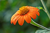ULTING WICK, ESSEX: CLOSE UP OF ORANGE FLOWERS OF TITHONIA ROTUNDIFOLIA TORCH, MEXICAN SUNFLOWER, PERENNIALS, BLOOMS, FLOWERING, BLOOMING